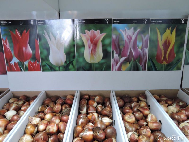 Где Можно Купить Луковицы Тюльпанов Недорого