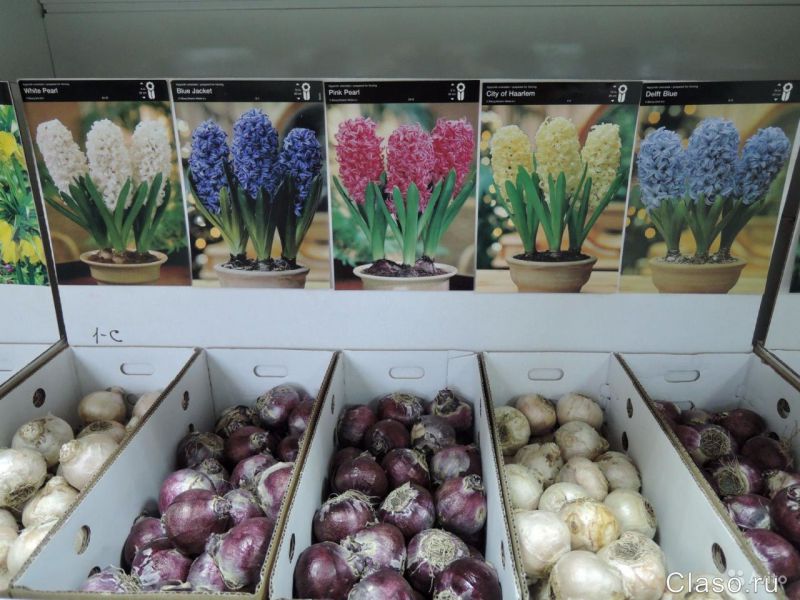 Где Купить Тюльпаны Луковицы Дешево