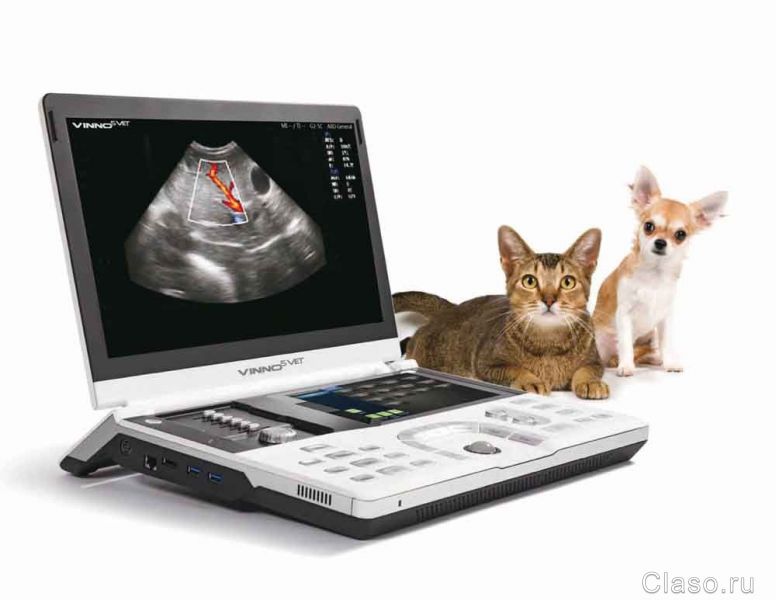 Ультразвуковое исследование внутренних органов кошек и собак