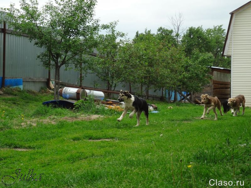 Продаются щенки САО (алабаи), от вывезенных из отар Таджикистана овчар