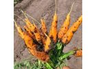 Лучшие сорта моркови мелким и крупным оптом