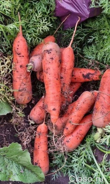 Отборные сорта моркови без трещин