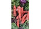 Отборные сорта моркови без трещин