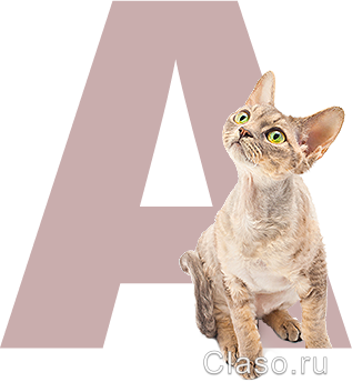 Анализы кошкам на дому в СПб